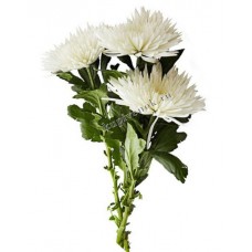 Цветы Хризантемы Белые 